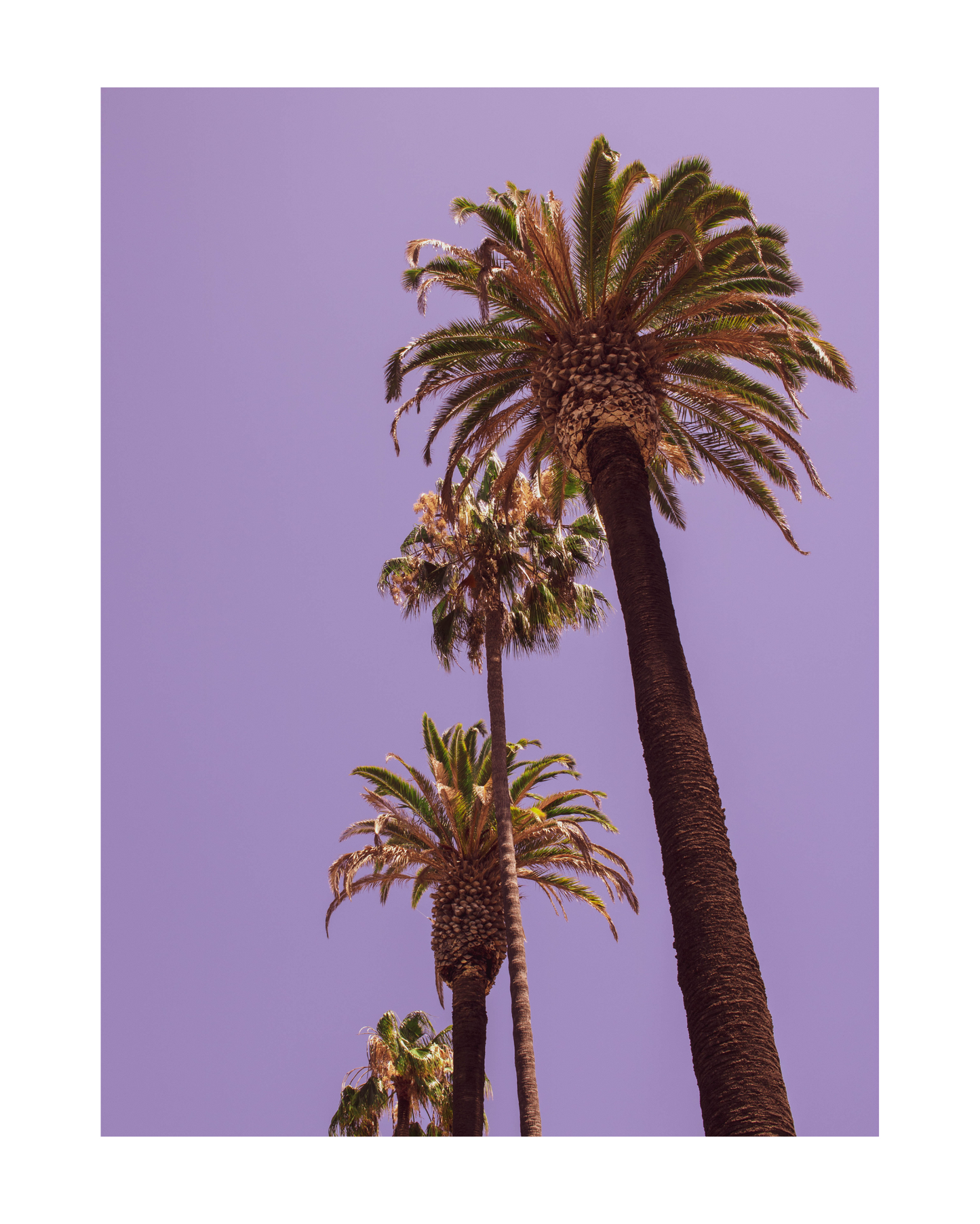 L.A. Palms II