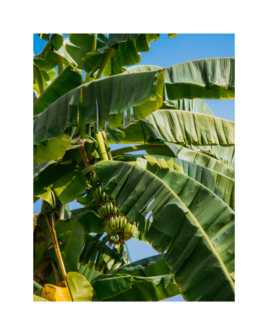 Banana tree